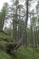 From Val Piana to the Barco lake: another forest section