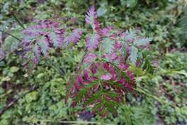From Val Piana to the Barco lake: colorful plants