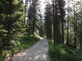 Dolomiten von Brenta: im Wald