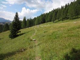 Dolomiten von Brenta:  befinden wir uns in einen Wald