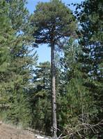 Mons Gibel 2011 - Guya Trekking: Etna's tallest pine tree