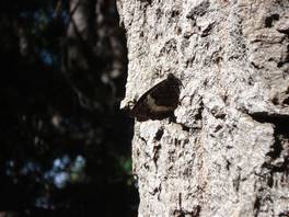 Mons Gibel 2011 - Guya Trekking: the pine tree wood