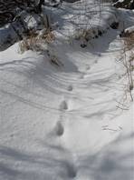 Monte Zoccolaro hiking trail:  footprints on the snow