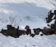 foto nel sentiero natura Monte Zoccolaro- Etna: un gregge di capre!