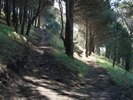 Der Naturweg der 'Monti Rossi', in Nicolosi, von den der Ausbruch von 1669, der Catania zerstörte, fuhr: Gabelung