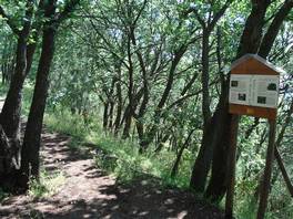 foto del sentiero natura che attraversa i monti Rossi a Nicolosi - Etna: dedicato alle querce