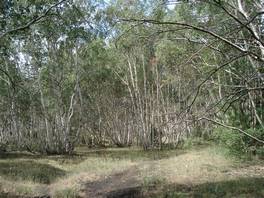 Sartorius Mounts nature trail: the birch wood is pretty impressive