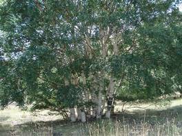 Sartorius Mounts nature trail: birch trees
