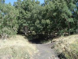 foto nel sentiero natura dei Monti Sartorius - Etna: l'ultimo tratto del bosco di betulle
