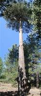 Sartorius Mounts nature trail:  fantastic cluster pine tree