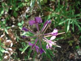 foto nel sentiero natura dei Monti Sartorius - Etna: fiori