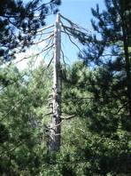 Sartorius Mounts nature trail: trees