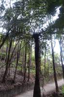 Abel Tasman national park coast track: New Zealand ferns