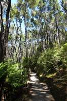Abel Tasman national park coast track: foresta tropicale