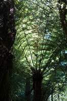 Abel Tasman national park coast track: silver ferns (Ponga tree)