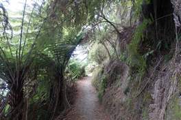Abel Tasman national park coast track: inside the forest