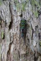 Abel Tasman national park coast track: cicada Zammara smaragdina
