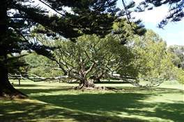 Auckland Coast to Coast: big, beautiful tree