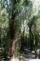 Il percorso da Jackson Bay a Ocean Beach - Wharekai Te Ko Walk: dentro la foresta
