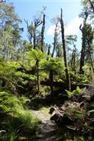 Punakaiki Pororari Loop - New Zealand: ferns are enormous