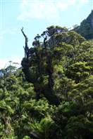 Punakaiki Pororari Loop - New Zealand: inside the forest