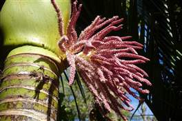 Punakaiki Pororari Loop - New Zealand: Nikau palms
