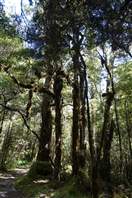 Punakaiki Pororari Loop - New Zealand: the forest is even more pristine