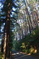 The Redwood Whakarewarewa Forest: walk back on the shade
