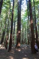 The Redwood Whakarewarewa Forest: many redwoods