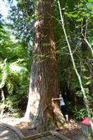 The Redwood Whakarewarewa Forest: really impressive trees