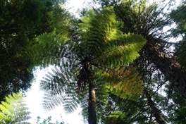 The Redwood Whakarewarewa Forest: felci locali