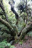 Mount Taranaki - Kapuni Loop: pristin forest