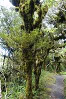 Monte Taranaki Kapuni Loop Dawson Falls: alberi imponenti