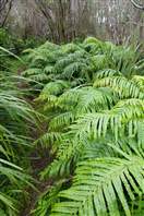 Mount Taranaki - Kapuni Loop: Silver ferns are everywhere