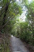 Tongariro Crossing: last section inside the wood