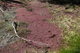 Waimangu Volcanic Valley: purple plant/seeweed