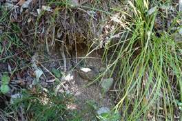 La riserva naturale di Zealandia: Un Tuatara, un rettile quasi estinto