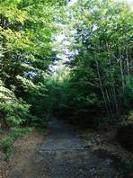 Pietracannone Naturweg: kleinen Wald