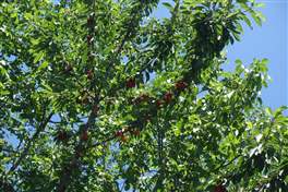 Ripa della Naca: alberi di ciliegio