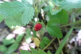 Ripa della Naca: wild strawberries