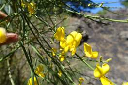 Ripa della Naca: beautiful yellow flowers