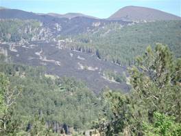 Der 'Sciambro' Bach, auch 'Vierzig Stunden' gennant: der Lavastrom von 2002 mit dem versteinerten Wald
