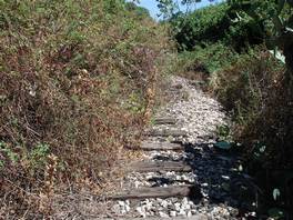 Timpa Nature reserve, Acireale:  the thorny briers make it difficult to walk through it