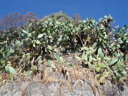 Timpa Nature reserve, Acireale: the omnipresent prickly pear plants