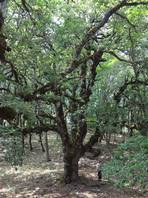 Il bosco di Malabotta - Etna: tronco pari a sei metri