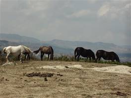 Argimusco megaliths, in Montalbano Elicona: grazing horses