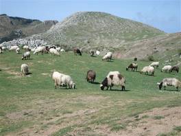 Das archäologische Gebiet von Segesta: Weideflächen