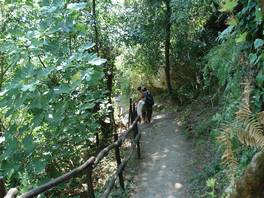 Cavagrande del cassibile, sentiero Scala Cruci: rinvigorisce la vegetazione
