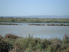 Vendircari nature reserve: some flamingos