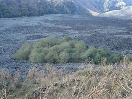 foto della val Calanna - Etna: isolotti di vegetazione